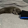 Bean is registered to the contest to win money with this photo: bed, bedding, bedroom, blanket, cat, cozy, folded_clothes, fur, gray_cat, home, indoors, lying_down, nap, paw, pet, pillow, portrait, relaxed, sleeping, soft_texture