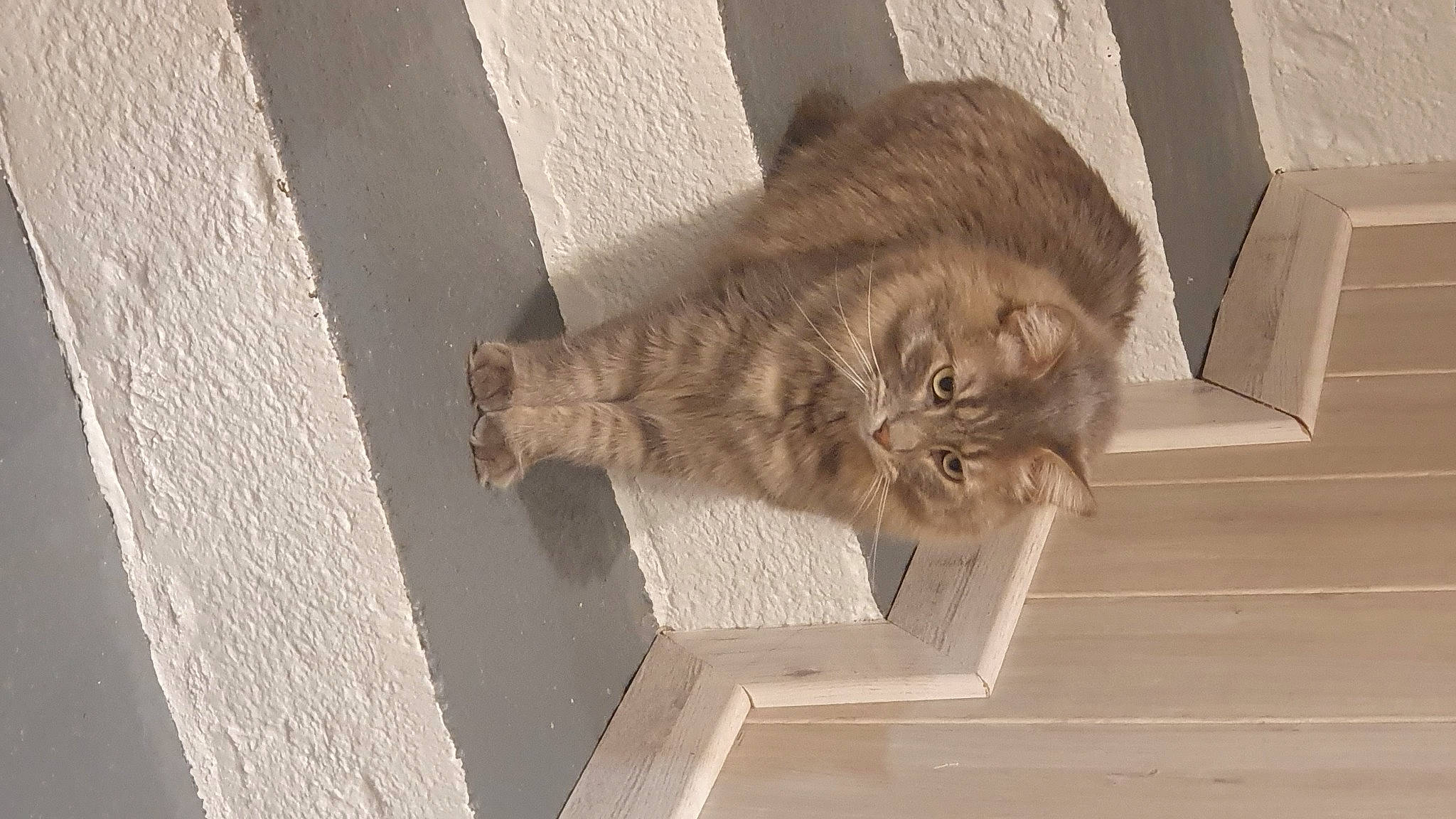 Grizou a rejoint le concours — aidez-le/la à gagner de superbes lots ! art, british_longhair, carnivore, cat, concrete, domestic_short_haired_cat, fawn, felidae, flooring, fur, grey, hardwood, paw, small_to_medium_sized_cats, tail, terrestrial_animal, whiskers, window, wood