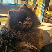 Thor a rejoint le concours — aidez-le/la à gagner de superbes lots ! animal, brown, chair, cozy, cushion, cute, decor, dog, face, fluffy, furniture, home, indoor, looking, pet, pomeranian, portrait, small_dog, sunlight, window