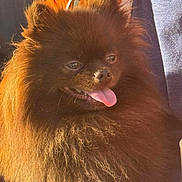 Thor a rejoint le concours — aidez-le/la à gagner de superbes lots ! animal, brown, close_up, companion, cute, dog, domestic_animal, fluffy, fur, happy, outdoor, person, pet, pom, pomeranian, portrait, small_dog, sunlight, tongue_out, warm_light