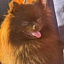 animal, brown, close_up, companion, cute, dog, domestic_animal, fluffy, fur, happy, outdoor, person, pet, pom, pomeranian, portrait, small_dog, sunlight, tongue_out, warm_light