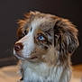 Haïtza a rejoint le concours — aidez-le/la à gagner de superbes lots ! dog, puppy, blue_eyes, fur, fluffy, pet, animal, portrait, indoor, close_up, cute, attentive, muzzle, whiskers, collar, brown, white, black, ears, nose
