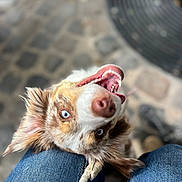 Haïtza a rejoint le concours — aidez-le/la à gagner de superbes lots ! dog, blue_eyes, tongue_out, leash, denim, knees, cobblestone, street, closeup, playful, pet, canine, happy, outdoor, fur, mouth_open, animal, looking_up, ears, nose