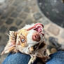 dog, blue_eyes, tongue_out, leash, denim, knees, cobblestone, street, closeup, playful, pet, canine, happy, outdoor, fur, mouth_open, animal, looking_up, ears, nose