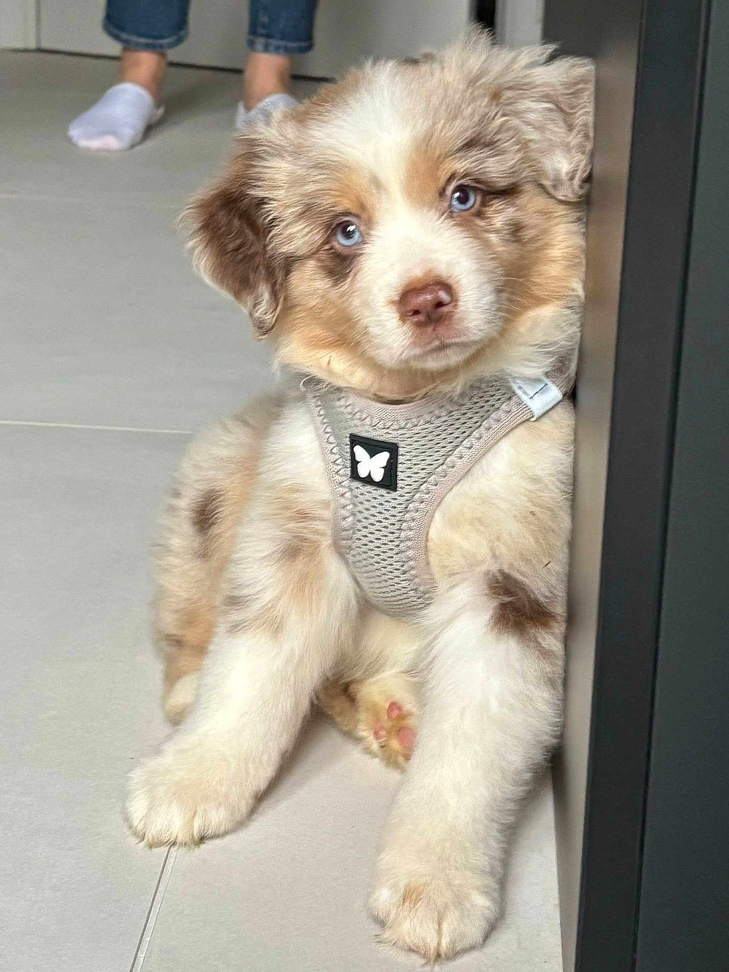 Haïtza participe au concours pour gagner de l'argent avec cette photo : puppy, dog, blue_eyes, harness, indoor, floor, tile, fur, pet, sitting, cute, young_dog, animal, mammal, domestic_animal, person_feet, jeans, socks, curious, closeup