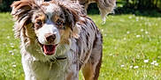Haïtza participe au concours pour gagner de l'argent avec cette photo : dog, australian_shepherd, grass, outdoor, sunlight, pet, happy, walking, animal, canine, greenery, nature, fur, collar, playful, summer, daylight, mammal, friendly, active