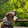 Haïtza participe au concours pour gagner de l'argent avec cette photo : dog, australian_shepherd, blue_eyes, fur, outdoor, wooden_floor, rope_lattice, greenery, forest, nature, pet, animal, portrait, side_view, canine, leash, sunlight, daylight, cute, watching