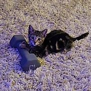 Cleo is registered to the contest to win money with this photo: carpet, cat, cozy, curious, dumbbell, exercise_equipment, floor, indoor, kitten, living_room, looking_at_camera, paws, pet, playful, shag_rug, stripes, tabby, tail, weight, whiskers