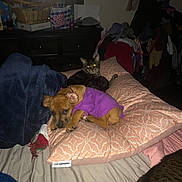 Gus joined the competition — help win amazing prizes! animal, bed, blanket, cat, clothing, clutter, cozy, dog, flash, furniture, indoor, mirror, pet, pillow, puppy, purple_outfit, resting, room, sleepy, tabby_cat