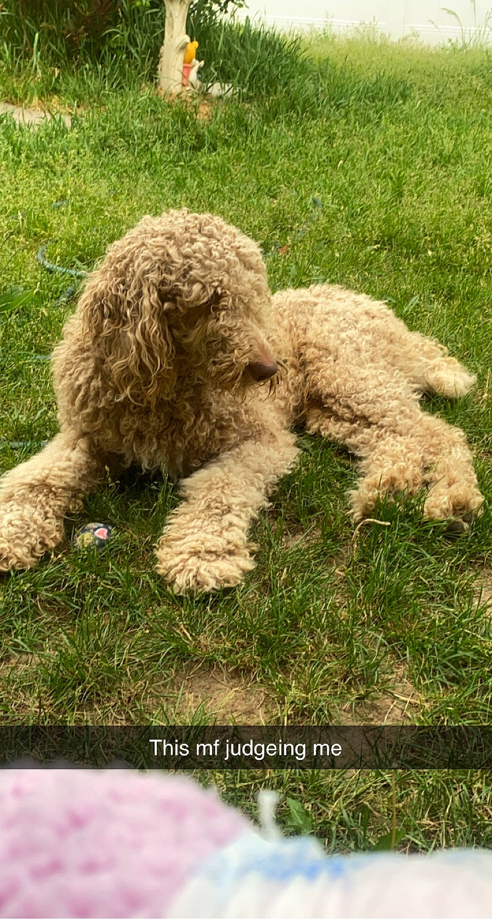 Goku joined the competition — help win amazing prizes! carnivore, companion_dog, dog, dog_breed, fur, grass, grassland, labradoodle, non_sporting_group, pasture, plant, poodle, shrub, soil, sporting_group, terrestrial_animal, terrier, toy_dog, water_dog, working_animal