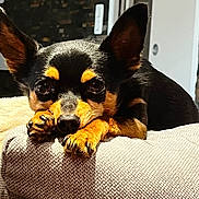 Ozzy participe au concours pour gagner de l'argent avec cette photo : dog, chihuahua, pet, animal, cute, paws, fur, black, tan, cushion, indoor, cozy, resting, portrait, closeup, sunlight, ears, nose, whiskers, relaxed