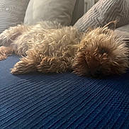 Neco participe au concours pour gagner de l'argent avec cette photo : dog, pet, curly_fur, lying_down, blue_blanket, pillow, indoor, cozy, relaxed, fur, cute, small_dog, resting, home, animal, sleepy, furniture, comfort, domestic, companion