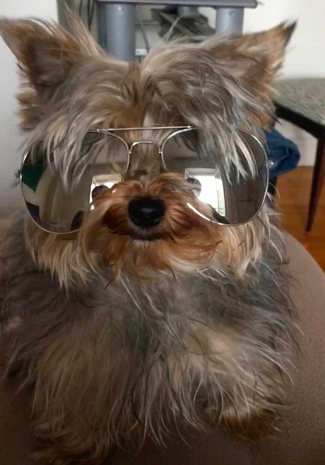 Neco participe au concours pour gagner de l'argent avec cette photo : dog, sunglasses, fluffy, pet, indoors, fur, cool, reflection, animal, portrait, cute, small_dog, eyewear, household, relaxing, companion, closeup, fashion, adorable, casual