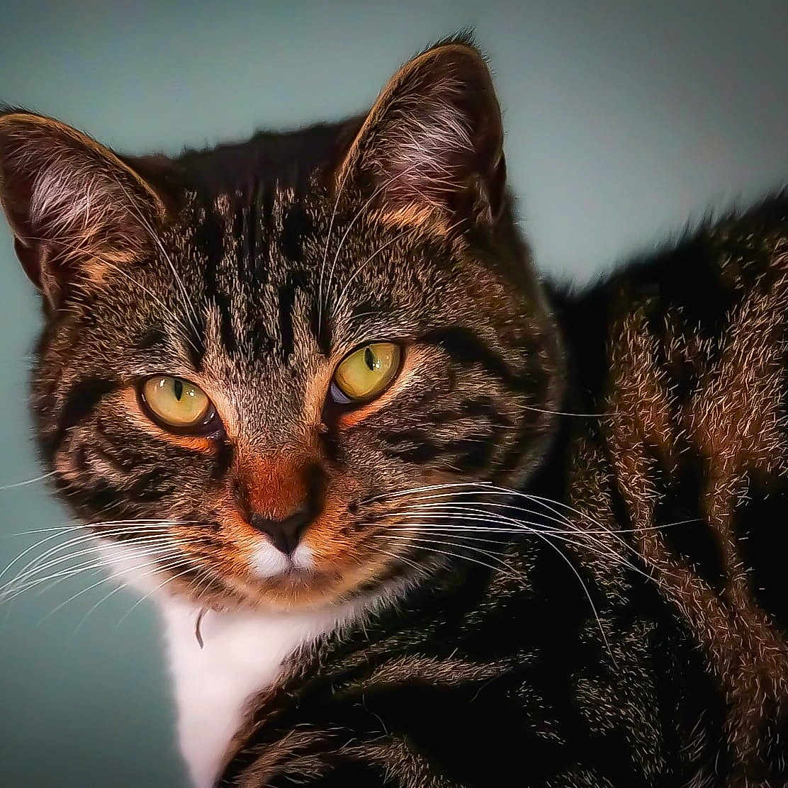 Smokey joined the competition — help win amazing prizes! abyssinian, animal, cat, egyptiancat, kitten, manx, pet