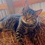 Queen joined the competition — help win amazing prizes! cat, tabby, animal, pet, feline, barn, straw, hay, resting, indoor, striped, fur, whiskers, ears, paws, relaxed, curious, natural_light, wood, rustic