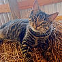 cat, tabby, animal, pet, feline, barn, straw, hay, resting, indoor, striped, fur, whiskers, ears, paws, relaxed, curious, natural_light, wood, rustic