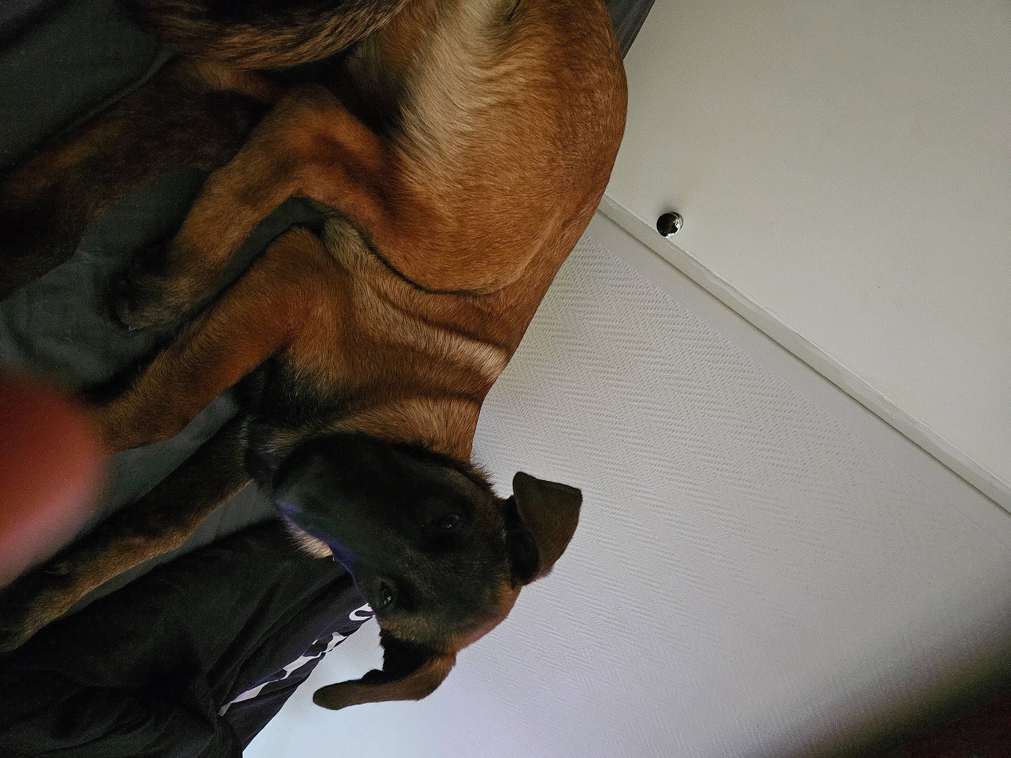 Tyson participe au concours pour gagner de l'argent avec cette photo : elbow, eyelash, foot, gesture, human_leg, jaw, nail, personal_protective_equipment, shadow, snout, thumb, wood, working_animal, wrinkle, wrist