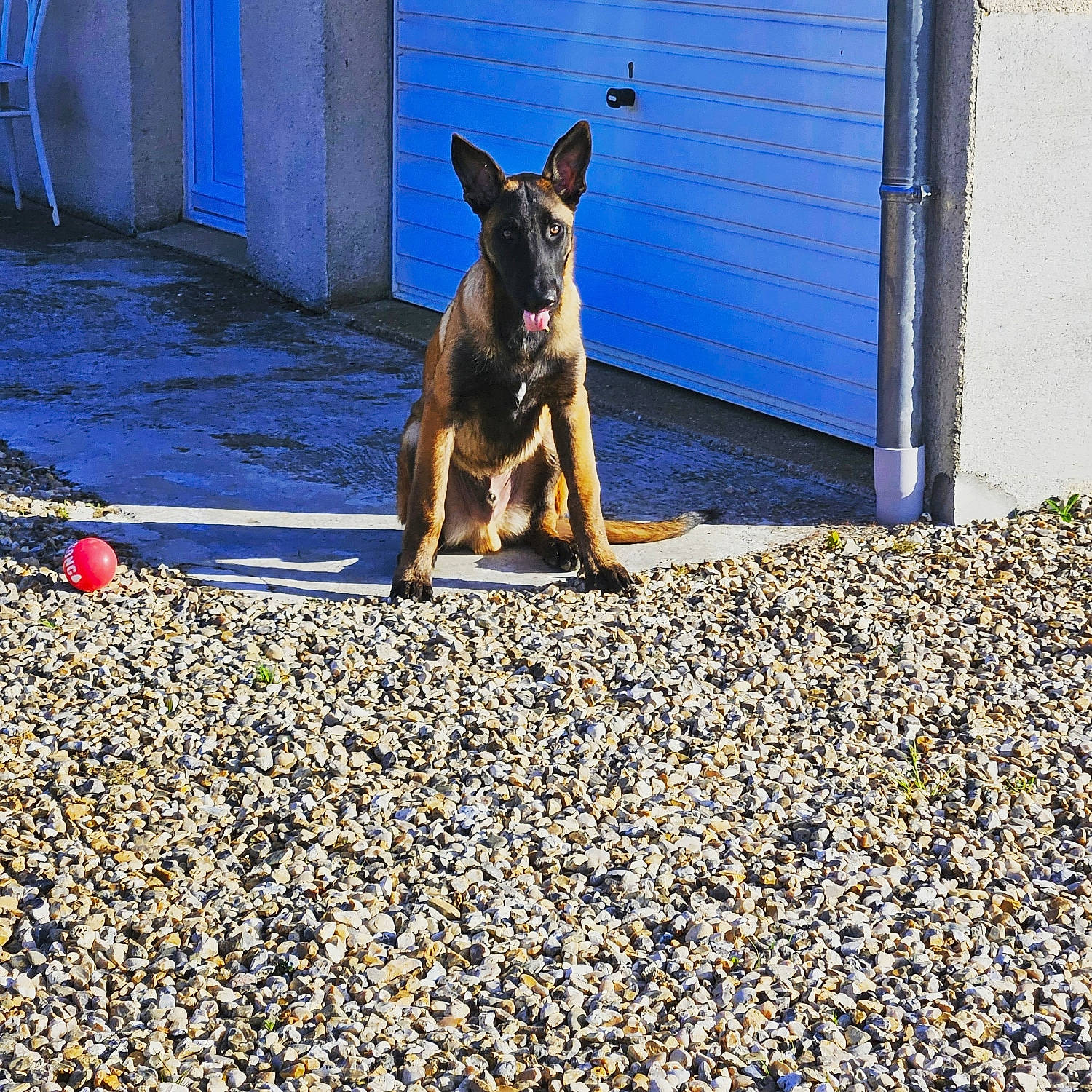 Tyson participe au concours pour gagner de l'argent avec cette photo : asphalt, carnivore, cobblestone, companion_dog, dog, dog_breed, dog_supply, east_european_shepherd, electric_blue, fawn, flooring, german_shepherd_dog, herding_dog, pebble, pet_supply, road, road_surface, shadow, soil, working_dog