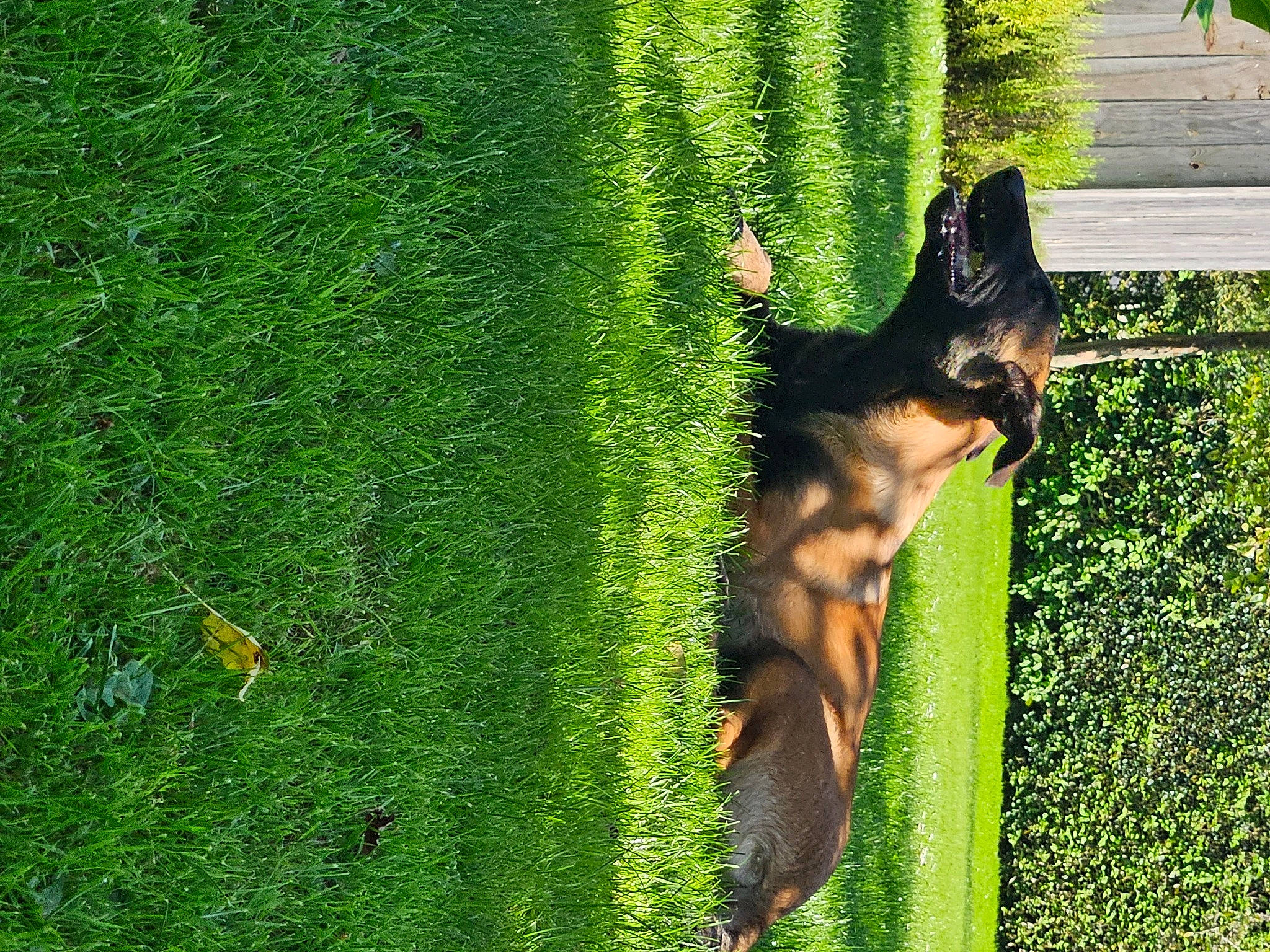 Tyson a rejoint le concours — aidez-le/la à gagner de superbes lots ! carnivore, companion_dog, dog, dog_breed, flowering_plant, grass, grass_family, grassland, groundcover, guard_dog, people_in_nature, plant, shadow, tail, terrestrial_animal, terrestrial_plant, tree, trunk, window, working_dog