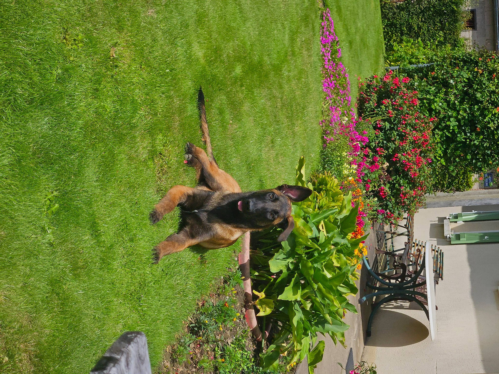 Tyson participe au concours pour gagner de l'argent avec cette photo : annual_plant, canidae, carnivore, chair, dog, dog_breed, fawn, flower, garden, grass, guard_dog, houseplant, landscaping, pet_supply, plant, shrub, sporting_group, tail, tree, window