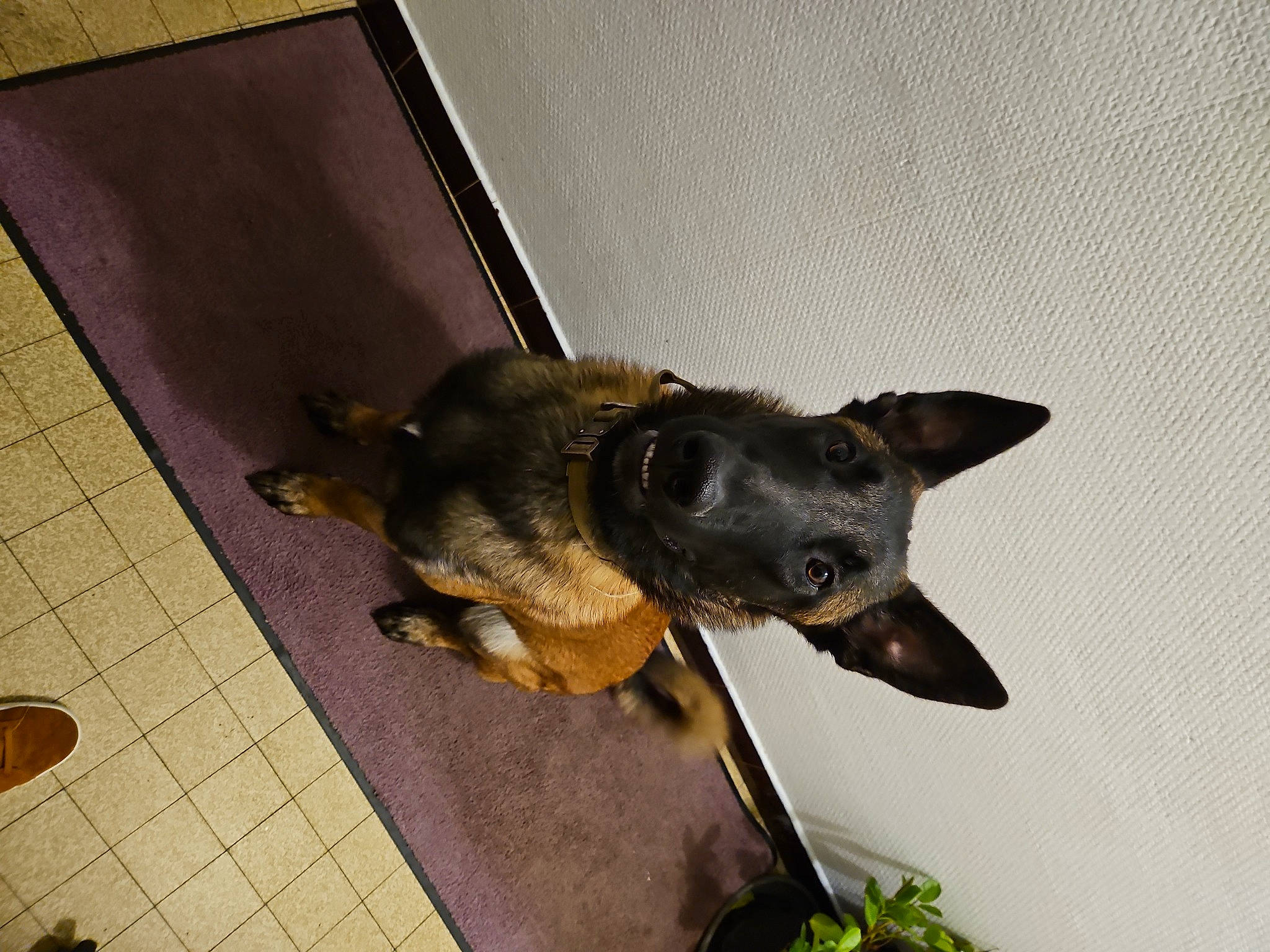 Tyson participe au concours pour gagner de l'argent avec cette photo : canidae, carnivore, companion_dog, dog, dog_breed, dog_supply, ear, fawn, flooring, fur, guard_dog, paw, pet_supply, pinscher, snout, sporting_group, toy_dog, whiskers, working_animal, working_dog