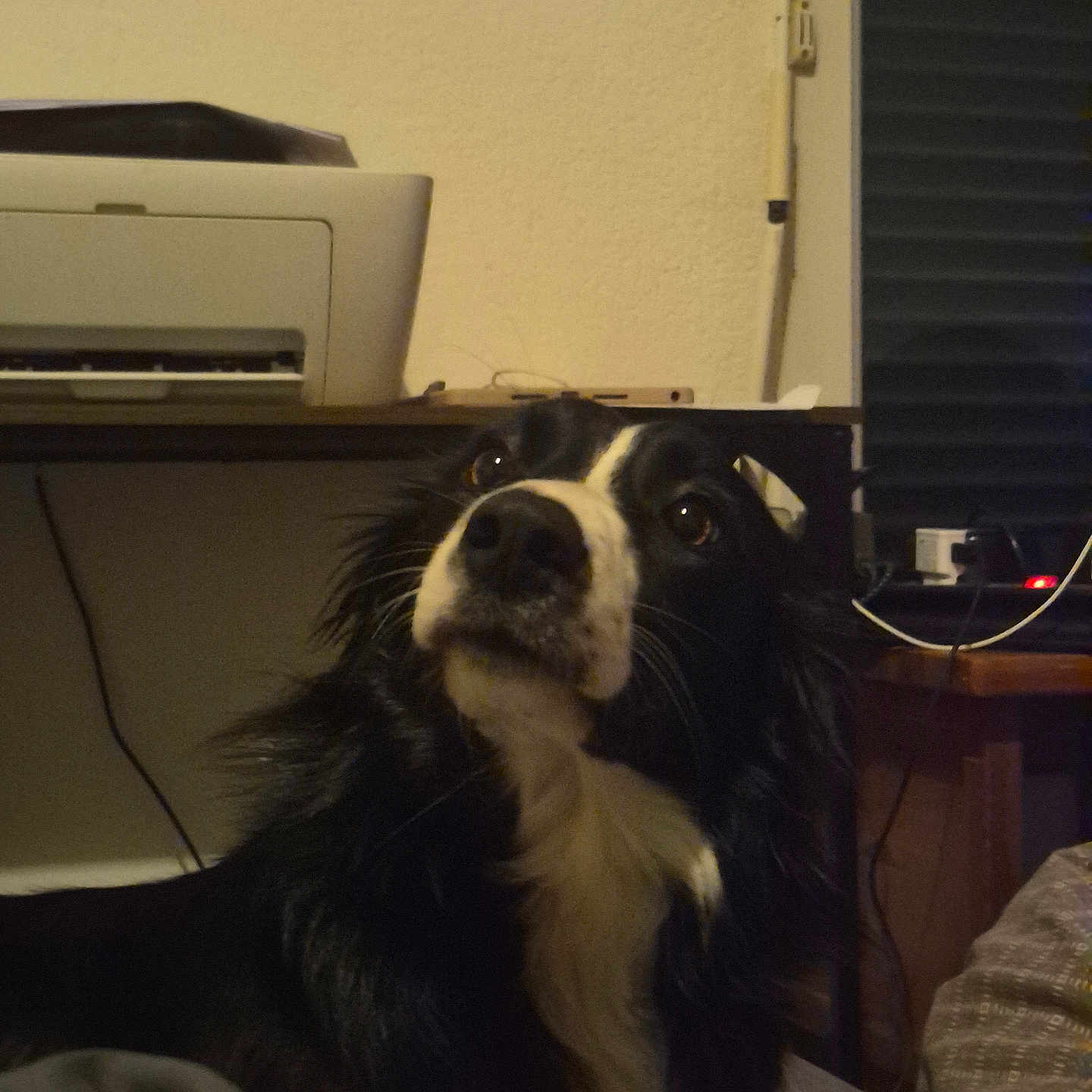 Vulcane participe au concours pour gagner de l'argent avec cette photo : dog, black_and_white, indoor, pet, curious, looking_up, printer, table, cable, wall, furniture, cozy, domestic, animal, companion, household, living_room, canine, fur, ears