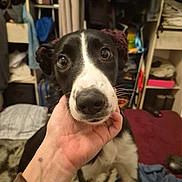 Vulcane participe au concours pour gagner de l'argent avec cette photo : dog, black_and_white, pet, close_up, hand, tattoo, paw_print, indoor, room, clothing, shelf, furniture, bed, blanket, curtain, animal, cute, looking_at_camera, portrait, expression
