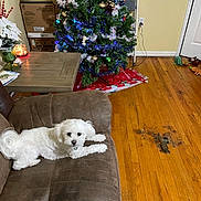 Snuggles joined the competition — help win amazing prizes! dog, white_dog, couch, living_room, christmas_tree, holiday_decor, wooden_floor, toys, boxes, candle, plant, blanket, table, wall, door, floor_stain, fur, pet, indoor, relaxing