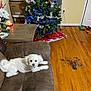 dog, white_dog, couch, living_room, christmas_tree, holiday_decor, wooden_floor, toys, boxes, candle, plant, blanket, table, wall, door, floor_stain, fur, pet, indoor, relaxing