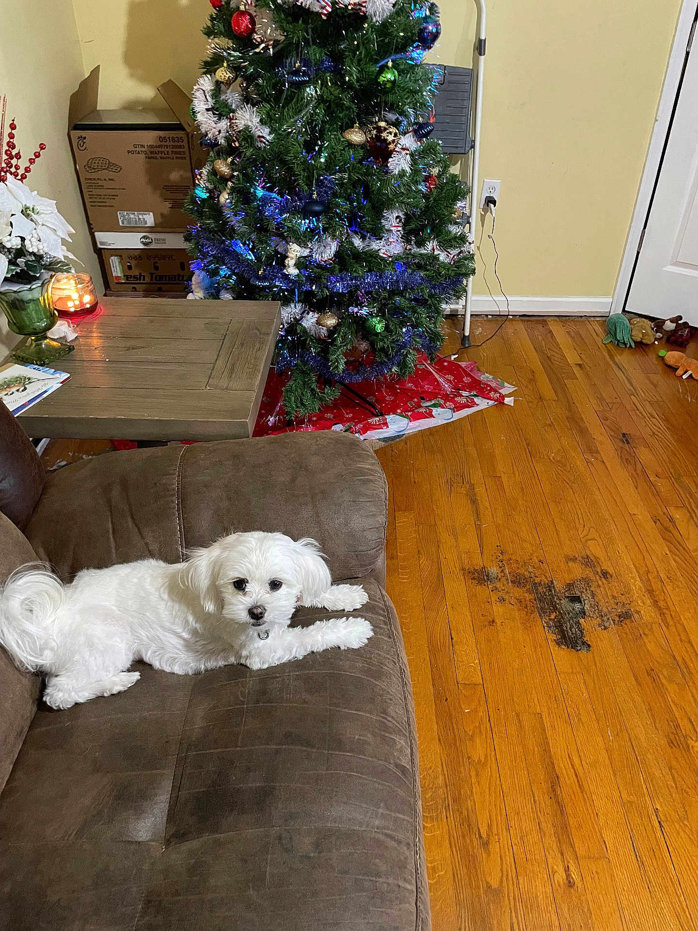 Snuggles joined the competition — help win amazing prizes! dog, white_dog, couch, living_room, christmas_tree, holiday_decor, wooden_floor, toys, boxes, candle, plant, blanket, table, wall, door, floor_stain, fur, pet, indoor, relaxing