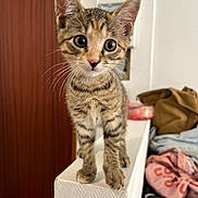 Aïko participe au concours pour gagner de l'argent avec cette photo : kitten, cat, tabby, indoor, curious, wide_eyes, ears, feline, pet, young, standing, ledge, white_wall, door, clothes, pile, background, domestic, cute, whiskers