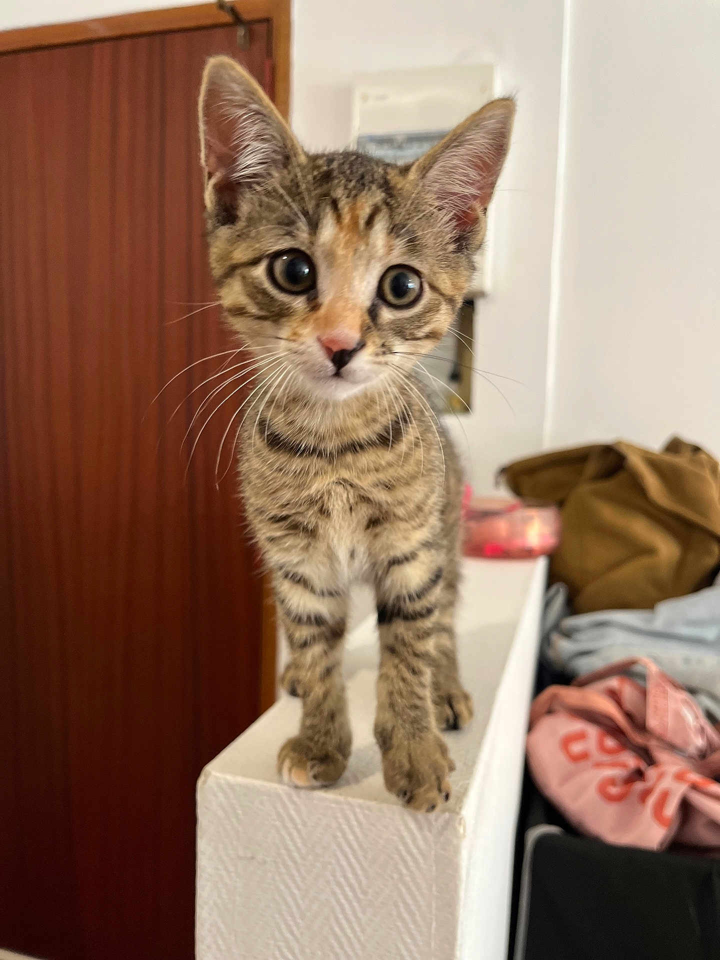 Aïko participe au concours pour gagner de l'argent avec cette photo : kitten, cat, tabby, indoor, curious, wide_eyes, ears, feline, pet, young, standing, ledge, white_wall, door, clothes, pile, background, domestic, cute, whiskers