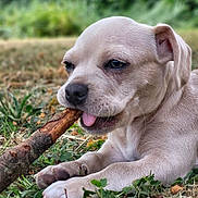 Blue a rejoint le concours — aidez-le/la à gagner de superbes lots ! puppy, dog, grass, stick, outdoor, nature, animal, cute, young, playful, tongue, chewing, pet, canine, closeup, laying, greenery, small, fur, adorable