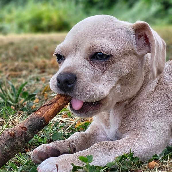 Blue a rejoint le concours — aidez-le/la à gagner de superbes lots ! puppy, dog, grass, stick, outdoor, nature, animal, cute, young, playful, tongue, chewing, pet, canine, closeup, laying, greenery, small, fur, adorable