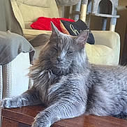 Oliver is registered to the contest to win money with this photo: cat, gray_cat, fluffy, relaxed, indoor, furniture, table, chair, cushion, cat_tree, pet, mammal, whiskers, ears, fur, resting, home, cozy, domestic_animal, living_room