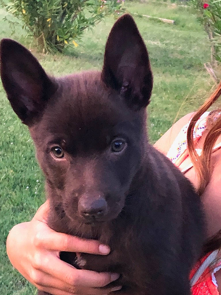 Pepsi participe au concours pour gagner de l'argent avec cette photo : australian_kelpie, black_norwegian_elkhound, canidae, carnivore, dog, dog_breed, formosan_mountain_dog, kai_ken, korean_jindo_dog, mammal, norwegian_buhund, rare_breed_dog, schipperke, sporting_group, vertebrate