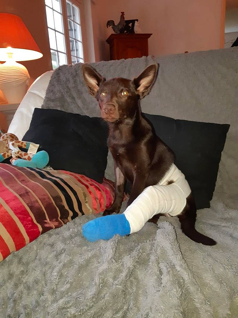 Pepsi a rejoint le concours — aidez-le/la à gagner de superbes lots ! canidae, carnivore, dog, dog_breed, fawn, mammal, non_sporting_group, vertebrate