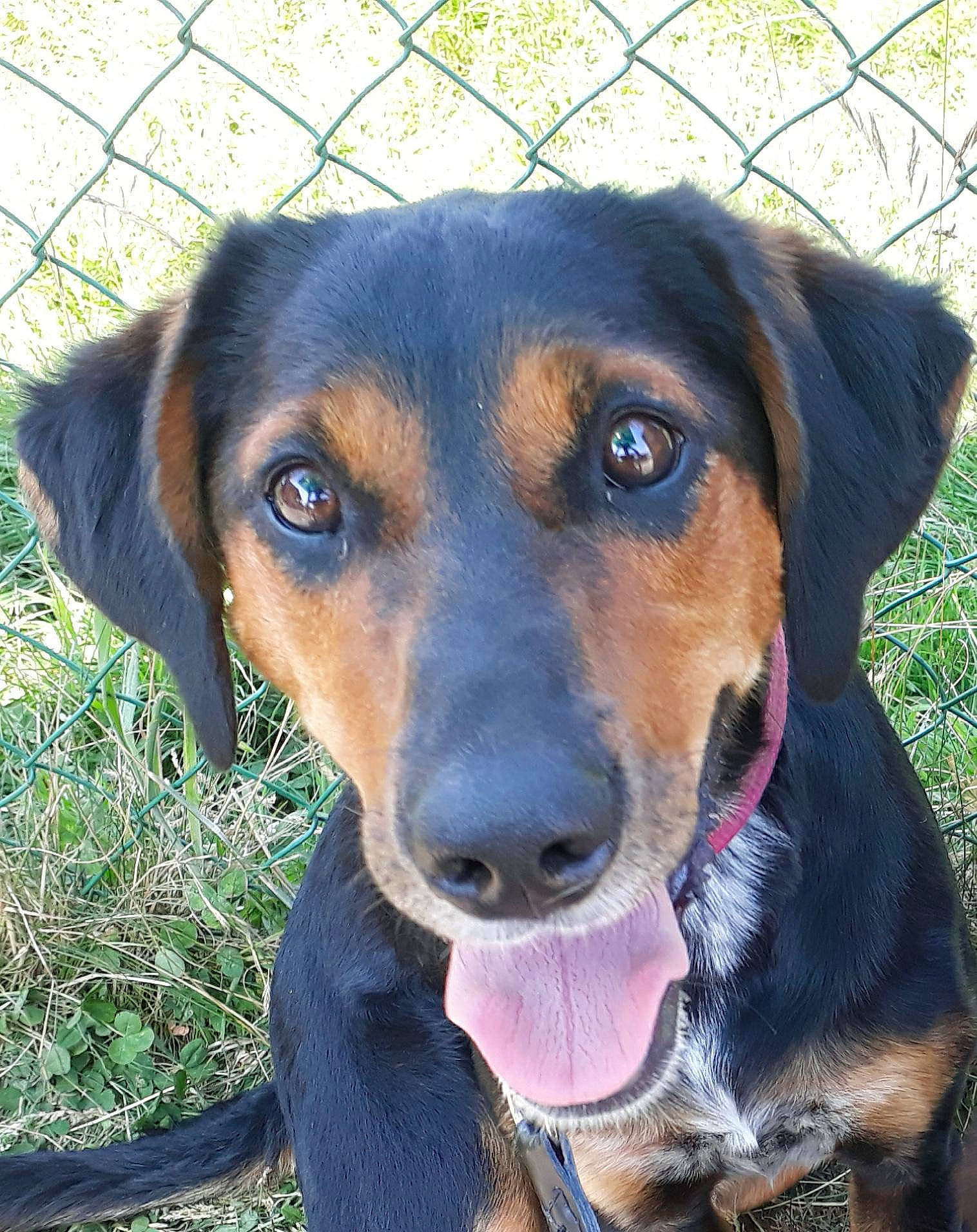 Mira participe au concours pour gagner de l'argent avec cette photo : austrian_black_and_tan_hound, beagador, canidae, carnivore, dog, dog_breed, hellenikos_ichnilatis, huntaway, hunting_dog, mammal, montenegrin_mountain_hound, nose, polish_hound, rare_breed_dog, serbian_hound, snout, transylvanian_hound, tyrolean_hound, vertebrate, working_dog