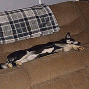 Kaiya is registered to the contest to win money with this photo: dog, couch, blanket, indoor, resting, sleeping, pet, animal, fur, black_and_white, cozy, relaxed, living_room, home, furniture, canine, comfort, domestic, napping, lying_down