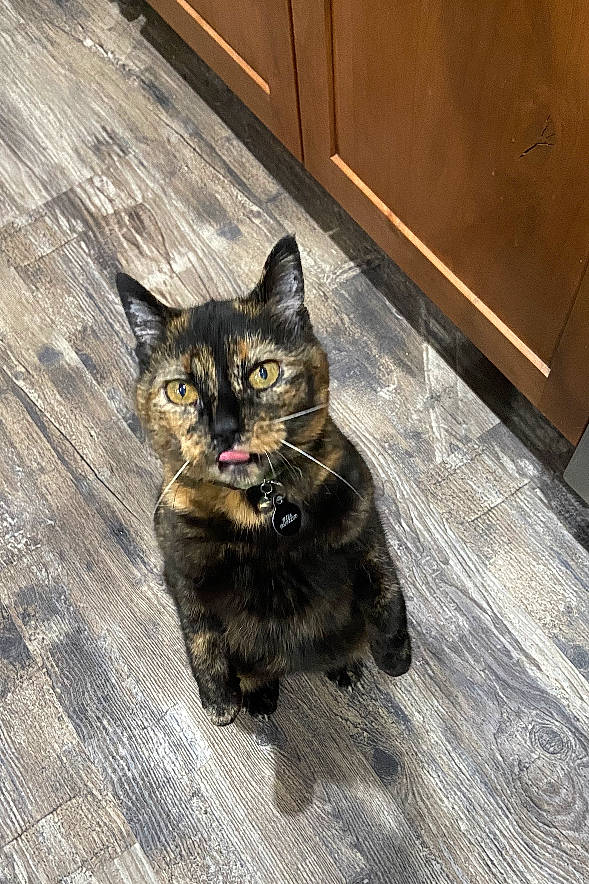 Mocha Frappuccino joined the competition — help win amazing prizes! black_cat, carnivore, cat, claw, domestic_short_haired_cat, felidae, floor, flooring, fur, hardwood, paw, small_to_medium_sized_cats, tail, terrestrial_animal, varnish, whiskers, window, wood, wood_flooring, wood_stain