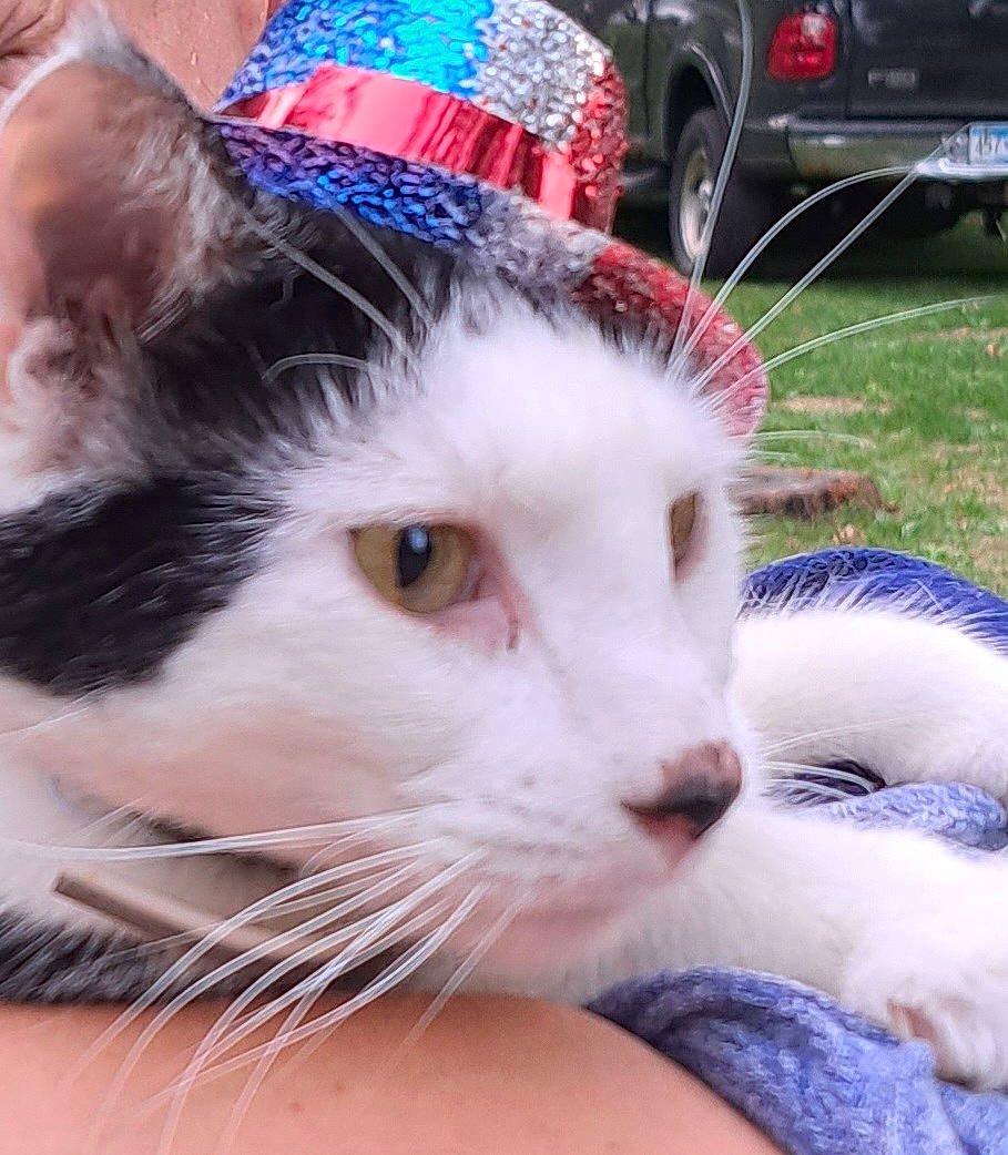 Mickey joined the competition — help win amazing prizes! automotive_exterior, automotive_lighting, automotive_tire, bangs, bumper, carnivore, cat, domestic_short_haired_cat, ear, fawn, felidae, fur, grass, hat, selfie, small_to_medium_sized_cats, snout, tire, wheel, whiskers