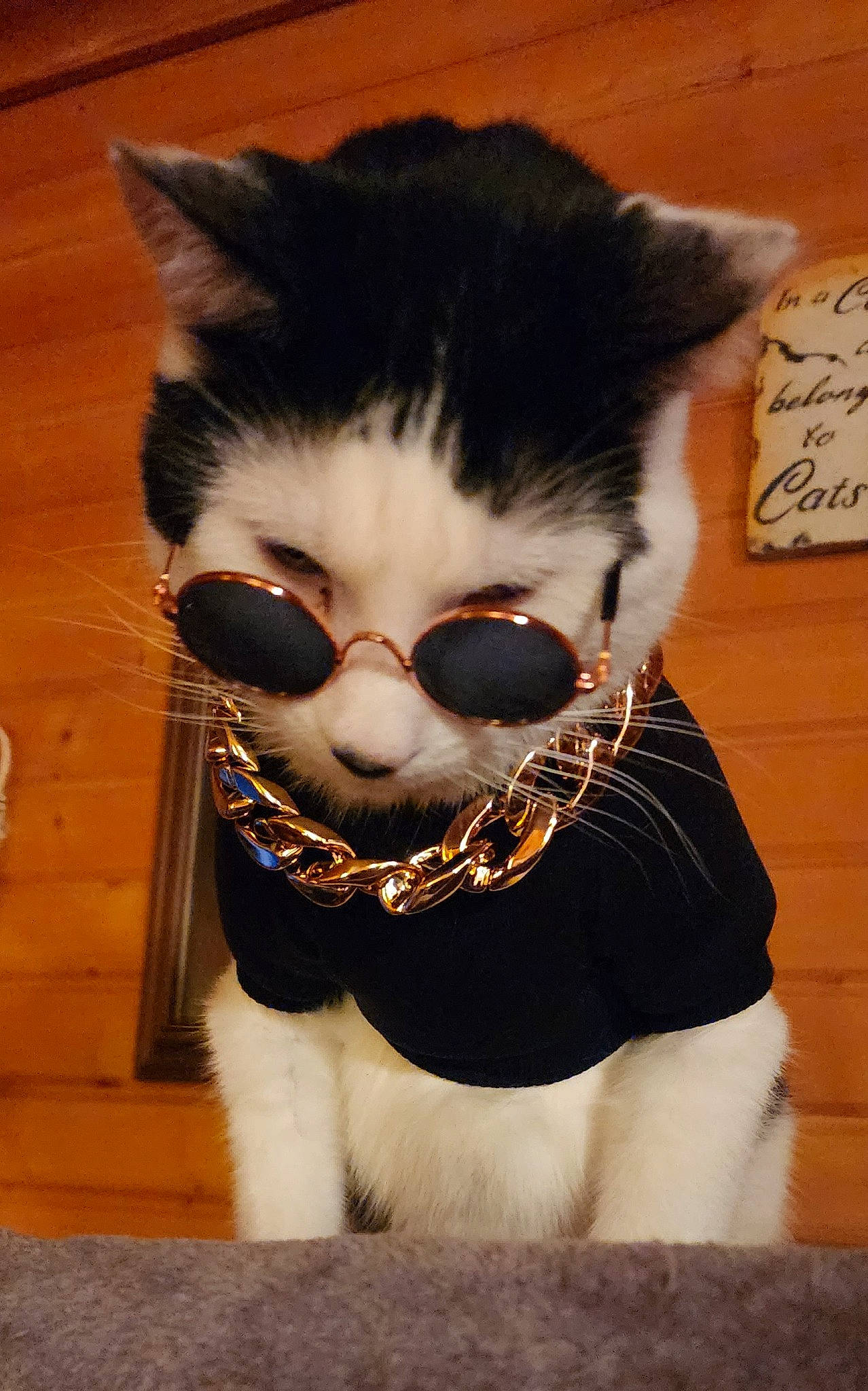 Mickey is registered to the contest to win money with this photo: carnivore, cat, eyewear, felidae, glasses, goggles, head, headgear, human_body, moustache, neck, personal_protective_equipment, sleeve, small_to_medium_sized_cats, snout, stuffed_toy, sunglasses, tail, vision_care, whiskers