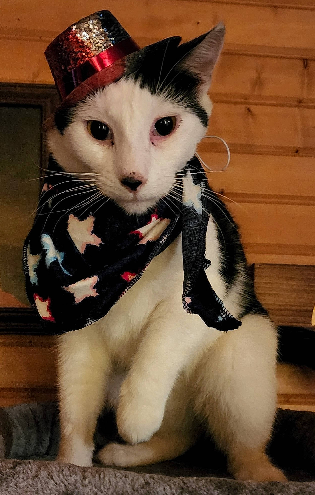 Mickey joined the competition — help win amazing prizes! bow_tie, carnivore, cat, collar, domestic_short_haired_cat, fashion_accessory, fawn, felidae, formal_wear, fur, moustache, pattern, paw, pet_supply, small_to_medium_sized_cats, snout, tail, tie, toy, whiskers