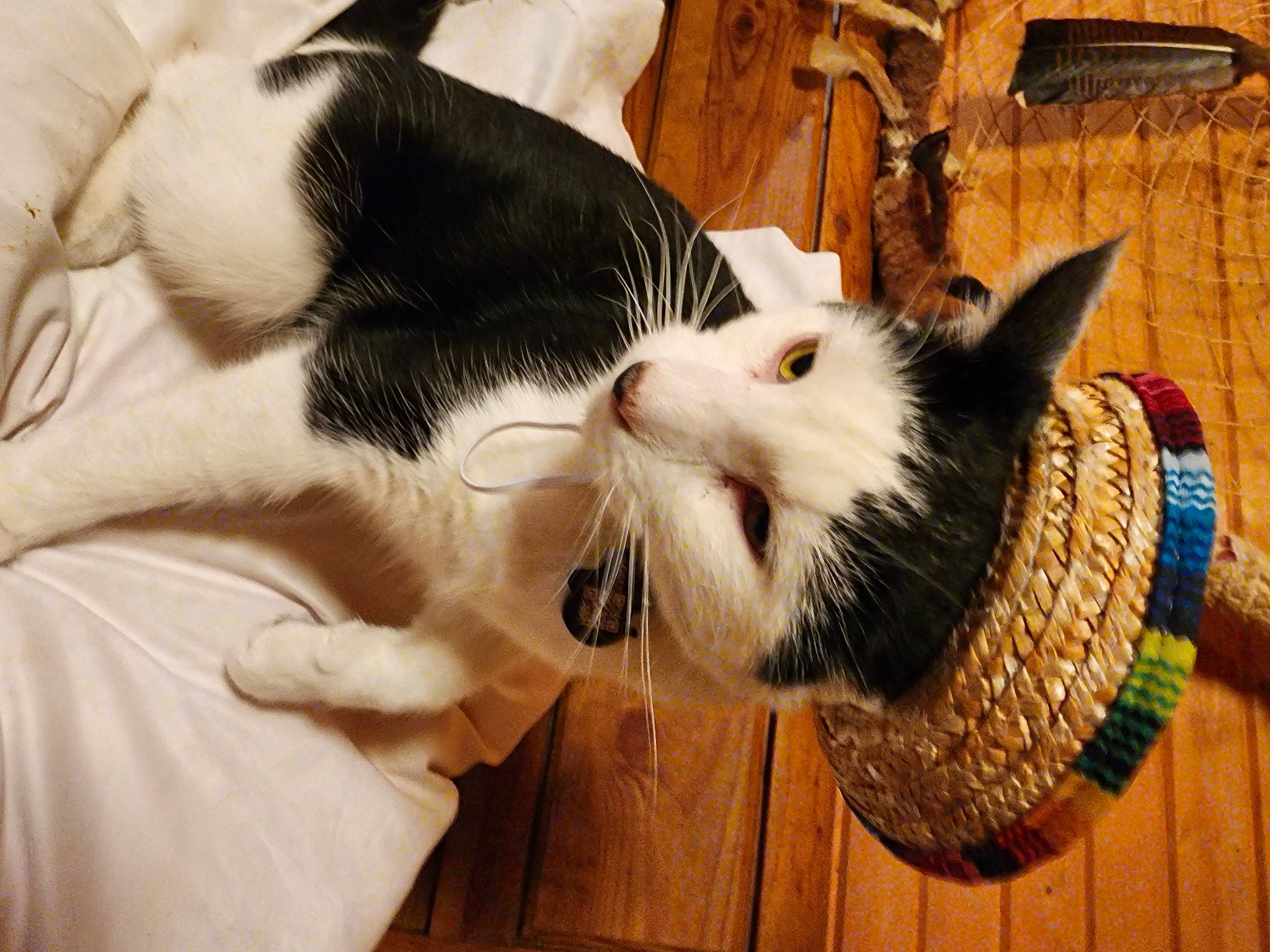 Mickey is registered to the contest to win money with this photo: canidae, carnivore, cat, claw, comfort, domestic_short_haired_cat, felidae, foot, fur, paw, small_to_medium_sized_cats, snout, tail, terrestrial_animal, tree, whiskers, wood