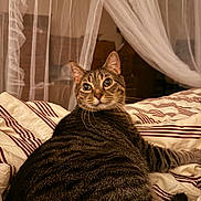 Bodee joined the competition — help win amazing prizes! cat, tabby, bed, bedspread, striped, curtains, indoor, pet, feline, whiskers, fur, relaxed, cozy, looking_back, soft_lighting, domestic, sleeping_area, comfort, resting, close_up
