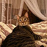 cat, tabby, bed, bedspread, striped, curtains, indoor, pet, feline, whiskers, fur, relaxed, cozy, looking_back, soft_lighting, domestic, sleeping_area, comfort, resting, close_up