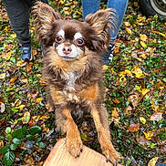 Scooby a rejoint le concours — aidez-le/la à gagner de superbes lots ! dog, brown_dog, long_hair, ears, paws, autumn_leaves, outdoor, grass, wood, person, jeans, sneakers, nature, fall, animal, pet, cute, canine, fur, playful
