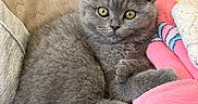 Chipie participe au concours pour gagner de l'argent avec cette photo : cat, kitten, gray_cat, fluffy, folded_ears, yellow_eyes, pet, animal, cute, adorable, portrait, closeup, couch, blanket, pink_blanket, indoors, relaxed, sitting, paws, tail