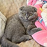 cat, kitten, gray_cat, fluffy, folded_ears, yellow_eyes, pet, animal, cute, adorable, portrait, closeup, couch, blanket, pink_blanket, indoors, relaxed, sitting, paws, tail