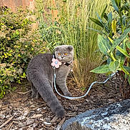 Chipie participe au concours pour gagner de l'argent avec cette photo : cat, gray_cat, garden, outdoors, pet, animal, portrait, harness, leash, flower, plants, foliage, ornamental_grass, shrubs, stone, mulch, backyard, standing, orange_eyes, serious_expression
